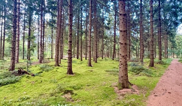 Wandeling Langeloerduinen